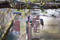 Long-tailed Tit and Blue Tit feeding