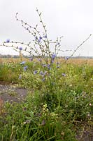 Cichorium intybus- Chicory growing in disused airfield