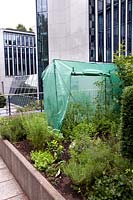 Inner city rooftop garden with plastic greenhouse, herbs, lavender and tomato plants 