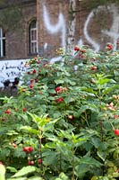 Rubus idaeus - Raspberries growing in inner city community garden