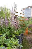 Clary sage, Salvia sclarea - Clary sage, growing in raised plastic crates, Prinzessinnengarten Community Garden, Berlin,