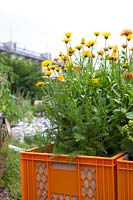 Marigold and yarrow growing in raised orange crate, Prinzessinnengarten Community Garden, Berlin