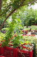 Young runner beans growing in raised red crates, Prinzessinnengarten Community Garden, Berlin