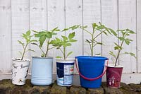 Young tomato plants growing in recycled containers