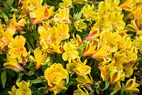 Peruvian Lily  - Peruvian Lily  - Alstroemeria 'Senna Golden - RHS Malvern Spring Festival 2017