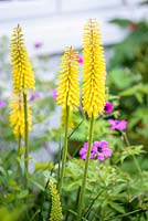 Kniphofia 'Sunningdale Yellow' - red-hot poker with Geranium