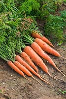 Carrot 'James Scarlet Intermediate'