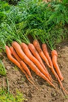 Carrot 'Sugarsnax 54' F1