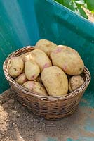 Potato 'Vales Sovereign'
