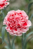 Dianthus 'Trapini' - Perpetual carnation