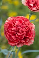 Dianthus 'Fabulous' - Perpetual carnation 