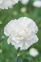 Dianthus 'White Isabelly' - Perpetual carnation 