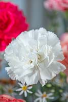 Perpetual carnation 'White Isabelly'