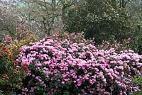 Rhododendron 'Endsleigh Pink'
