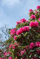 Rhododendron 'Mrs Butler'