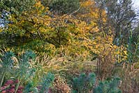 Parrotia persica - Persian ironwood with Pennisetum macrourum - African feather grass and Euphorbia