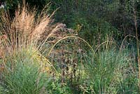Molinia arundinacea - Moor grass in a border with arched cane supports