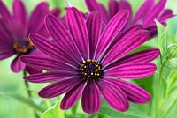 Osteospermum  'Serenity Dark Purple'