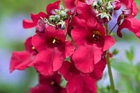 Diascia 'Flying Colors Red'