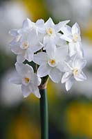 Narcissus Paperwhite 'Ziva'
