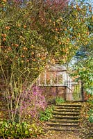 Callicarpa bodinieri var. giraldii 'Profusion', rose hips and apple tree in autumn beside stone steps.