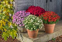 A collection of 'Jogger' spray Chrysanthemums in containers in autumn with Fig 'Brown Turkey' in background.