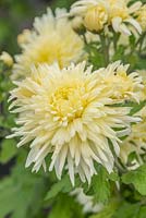 Chrysanthemum 'Patricia Miller'