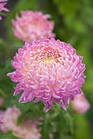 Chrysanthemum 'Denise Oatridge'