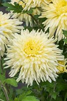 Chrysanthemum 'John Hughes Yellow'