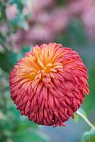 Chrysanthemum 'Jimmy Tranter'