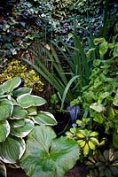 Tiny pond and fountain with Schleffera, Corylus avellana- Corkscrew hazel with nut, foliage of Iris and variegated Ivy