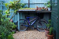 Waterproofed shelf and shelter for bicycles with Fatsia japonica, Alpines, Nasturtiums, and a tray of Sedums with Buxus sempervirens - box hedging being topiarised