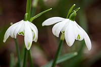 Galanthus 'Octopussy'