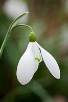 Galanthus 'Nothing Special'