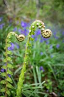 Polystichum setiferum - Soft Shield Fern, Bluebell Woods, Lannacombe, South Devon, UK