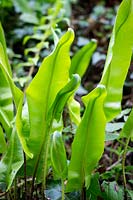 Aspleniun scolopendrium - Hart's Tongue Fern, new foliage