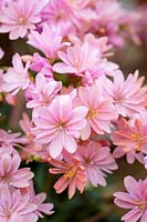 Lewisia cotyledon 'Bridal Bouquet'- Siskiyou lewisia or Cliff maids