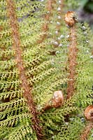 Polystichum setiferum 'Herrenhausen' - Soft shield-fern