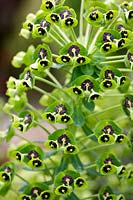 Euphorbia characias 'Portuguese Velvet' - Mediterranean spurge