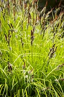 Carex elata 'Aurea' - Bowles' golden sedge