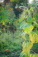 Helianthus annuus - sunflowers in late summer.