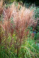 Miscanthus sinensis 'Rotsilber'- Chinese Silver Grass