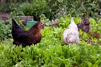 Hens on lawn in urban back garden eating lettuce