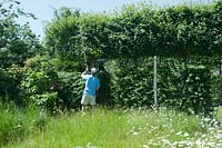 Man cutting back pleached field maples - Acer campestre - using electric hedge trimmer: June, early Summer.