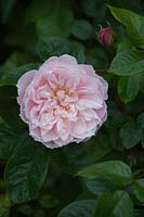 Rosa 'The Generous Gardener': June, early Summer.