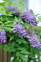 Young specimen of Wisteria 'Amethyst Falls': June, early Summer.