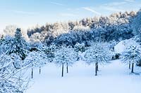 View over meadow and avenue of Turkish Hazels - Corylus colurna in snow. Veddw House Garden, Monmouthshire, Wales, UK.