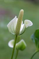 Anthurium 'White Champion'
