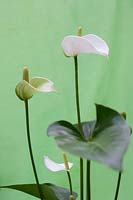 Anthurium 'White Champion', March