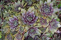  Sempervivum 'Lilac Time' - Houseleek, August